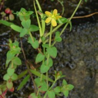 Hypericum japonicum Thunb.